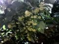 background: Linden tree