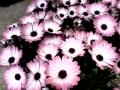 background: Purple flowers