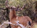 background: buck