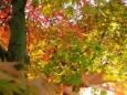 background: Fall Leaves