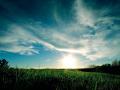 background: grass