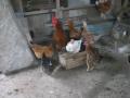 background: Chicken and Rooster El Salvador