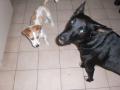 background: Best Friends Dogs