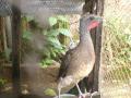 background: Cha Cha rare Bird