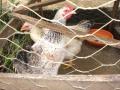 background: Chickens