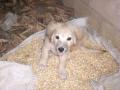 background: Puppy in Corn