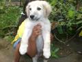 background: pup