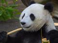 background: Happy Panda