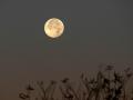 background: Our Beloved Moon