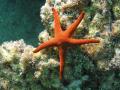 background: Seastar