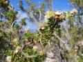 background: Strange Flower in the Grand Canyon