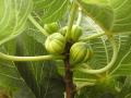 background: Lemon Lime Figs
