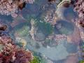 background: Tide Pool