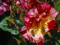 background: Balboa Flower