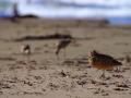 background: Big Sur