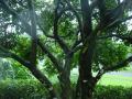 background: hurricane tree
