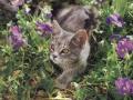 background: ready to pounce?