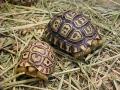 background: Leapard Turtles
