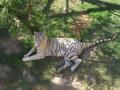 background: Cute White Bengal Tiger