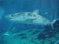 background: Rarely Shark