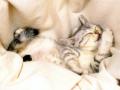 background: Lazy Kitty