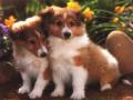 background: Shetland Sheep Dog