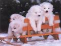 background: Puppys