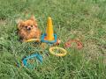 background: Puppy
