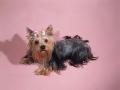 background: Yorky