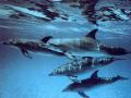 background: Dolphin Pod