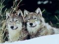 background: Wolves