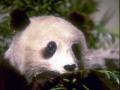 background: Panda