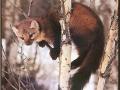 background: Muskrat