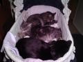 background: Cats in a Bed